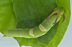 Polyura eudamippus