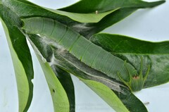 Polyura nepenthes