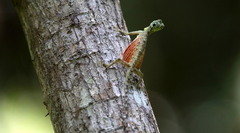 Draco spilonotus