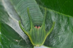 Polyura nepenthes