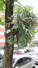 Platycerium bifurcatum