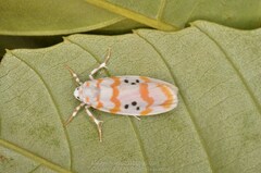 Cyana interrogationis