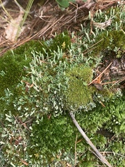 Cladonia ochrochlora