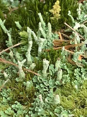 Cladonia ochrochlora