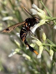 Horama panthalon texana