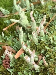 Cladonia ochrochlora