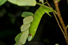Sataspes xylocoparis