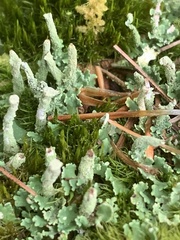 Cladonia ochrochlora