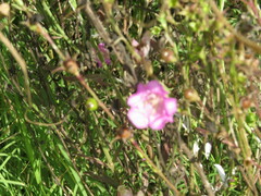 Agalinis heterophylla