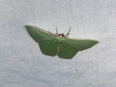 Nemoria lixaria