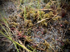 Drosera intermedia
