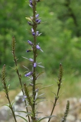 Anarrhinum bellidifolium