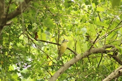 Cyclarhis gujanensis