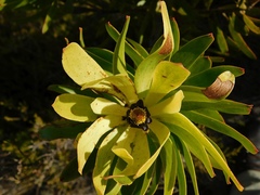 Leucadendron microcephalum