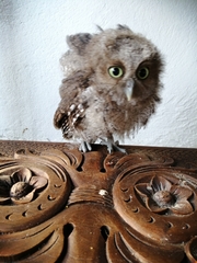 Megascops guatemalae