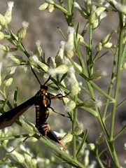Horama panthalon texana