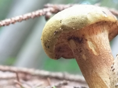 Pseudoboletus parasiticus