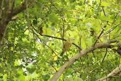 Cyclarhis gujanensis