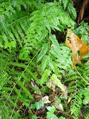 Rubus swinhoei