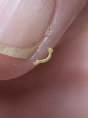 Trichoplusia ni