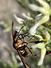 Horama panthalon texana