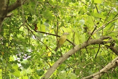 Cyclarhis gujanensis