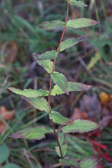 Eupatorium vaseyi
