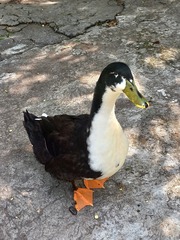 Anas platyrhynchos domesticus