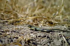 Ophisops elegans schlueteri