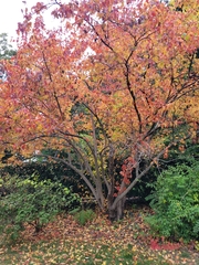 Acer ginnala