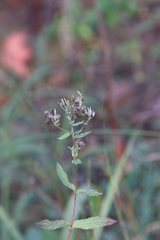 Eupatorium vaseyi