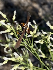 Horama panthalon texana