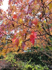 Acer ginnala