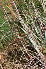 Andropogon cretaceus