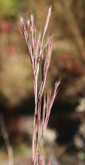 Andropogon cretaceus