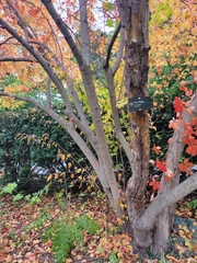 Acer ginnala