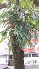 Platycerium bifurcatum