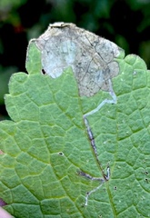Amauromyza labiatarum