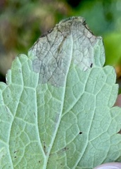 Amauromyza labiatarum