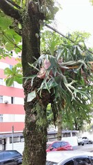 Platycerium bifurcatum