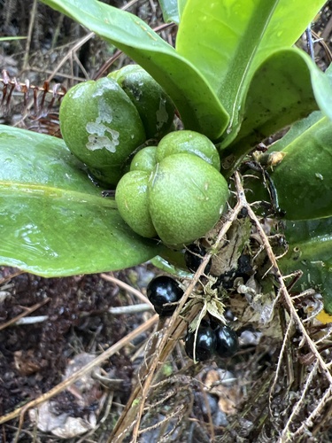 Melicope spathulata observed 2022-10-11