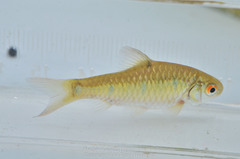 Barbodes semifasciolatus