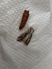 Spodoptera dolichos