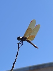 Perithemis domitia