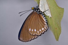 Euripus nyctelius