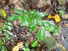 Celtis tetrandra