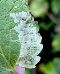 Amauromyza labiatarum