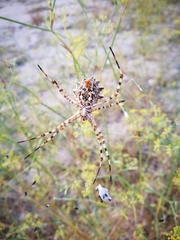 Argiope lobata