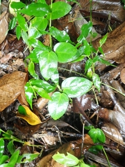 Vincetoxicum hirsutum