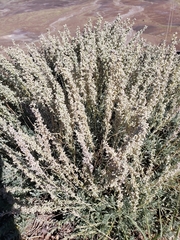Artemisia filifolia